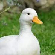 The_Duck_Watching_You