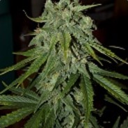Ganja
