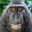 ape 1