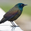 UncommonGrackle