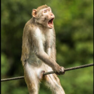 donatelo - steam id 76561198087678728