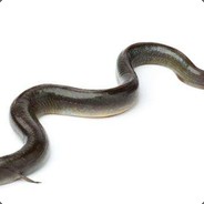 天降七彩大黄鳝