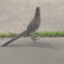 roadrunner