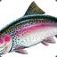 Rainbow Trout