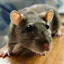 Notorious Rat Consumer