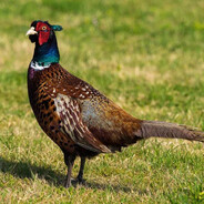 JW Bażant - steam id 76561198857935534