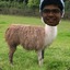 SleepySheepy4