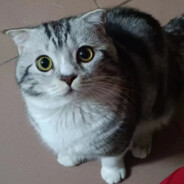 腐烂在海里的鱼