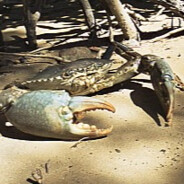 Mud Crab