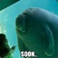 Baby_Manatee