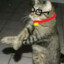 gatogat678