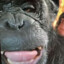 chimp2