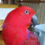 My_Bird_Is_Broken