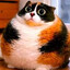 котость