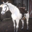 White Arabian