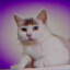 emilcat.