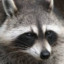 Raccoon