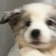 你可以喜欢我吗