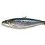 Sardine
