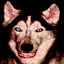 smile dawg