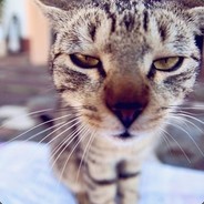 爱德华·纽盖特