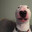 Empty_Dogo