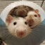 3_fat_rats