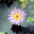 Steam avatar of visualcloud