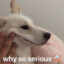 柚与可