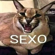 GatoSexo