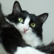 火锅汤圆冰可乐