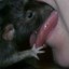 I Love Rats