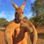 Bruce the Kangaroo