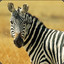 zebra_boss