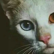 八百里开外爆菊