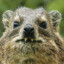 Hyrax