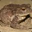 bufo bufo