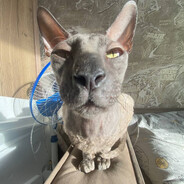 Фэри хуери peek???