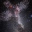 Cygnus