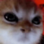 petmykitty