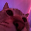 ᶜᵃᵐᵒᵐⁱˡᵃ