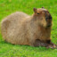 capybara