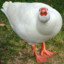 Goose