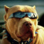 pitbull do samba