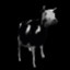 Cows