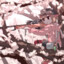 Nikita_Y.T.N.C.