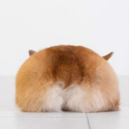 小狗寿司柯基卷