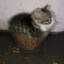 cutelilbussy