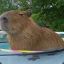 SP.aTinyCapybara