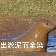 柜子动了，我不玩了